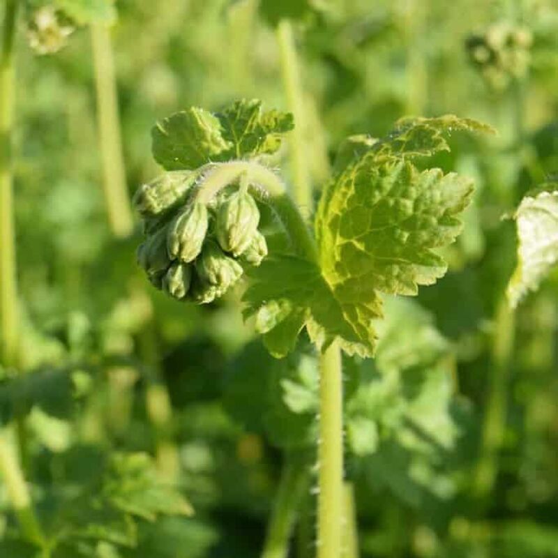 Tellima grandiflora ---